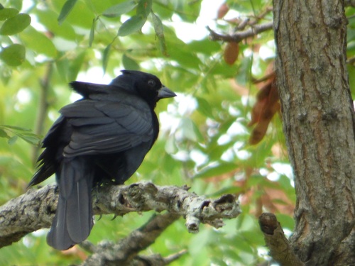 Screaming Cowbird (Molothrus rufoaxillaris), photo 8