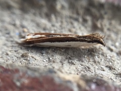 Erechthias chionodira