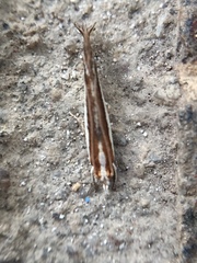 Erechthias chionodira