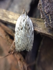 Phaeosaces compsotypa