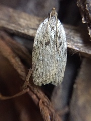 Phaeosaces compsotypa