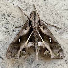 Hemeroplanes triptolemus