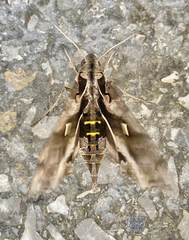 Hemeroplanes triptolemus