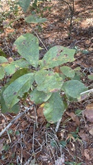Quercus arkansana