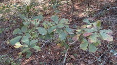 Quercus arkansana