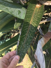 Chrysomphalus pinnulifer