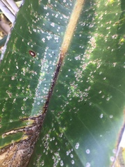 Chrysomphalus pinnulifer