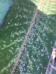 Chrysomphalus pinnulifer