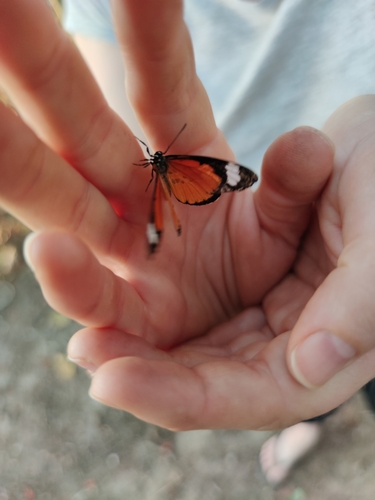 Mimacraea costleyi