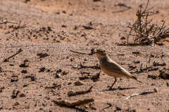 Ammomanes cinctura