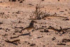 Ammomanes cinctura