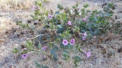 Mirabilis multiflora pubescens