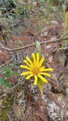 Tithonia hondurensis