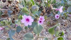 Mirabilis multiflora pubescens