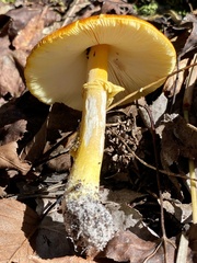 Amanita flavoconia image