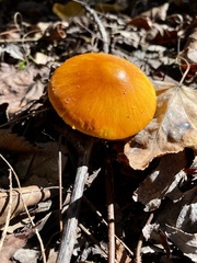 Amanita flavoconia image