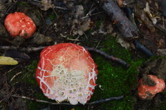 Russula lepida