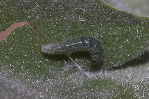 Arizona Powdered-Skipper