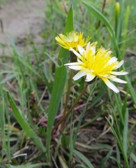 Taraxacum palustre