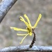 American Witch-Hazel - Photo (c) Robert LaPlante, some rights reserved (CC BY-NC), uploaded by Robert LaPlante