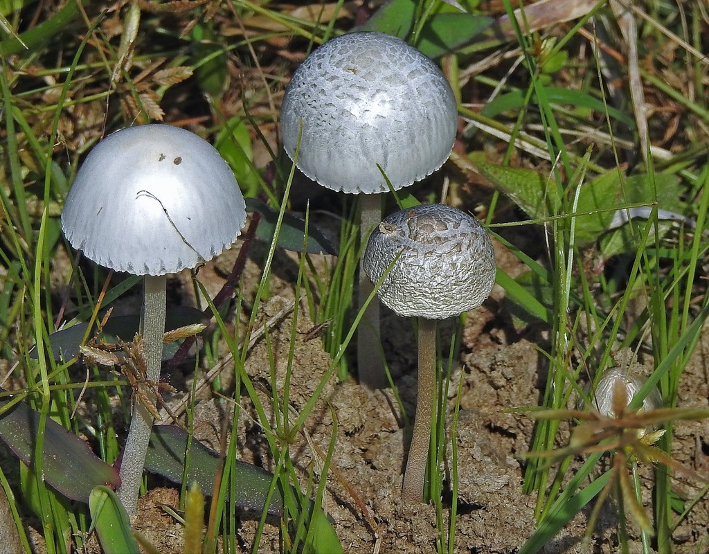 Panaeolus antillarum · March 2019 · photo: © hhulsberg (iNaturalist, cc-by)
