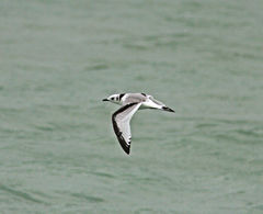 Rissa tridactyla