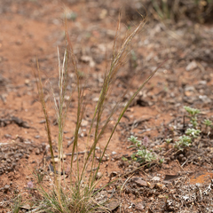 Austrostipa nitida