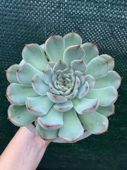 Echeveria pulidonis