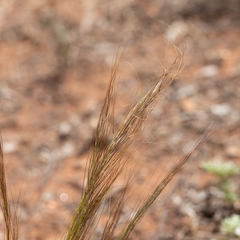 Austrostipa nitida