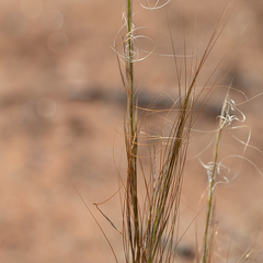 Austrostipa nitida