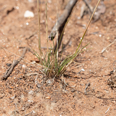 Austrostipa nitida