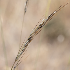 Austrostipa setacea
