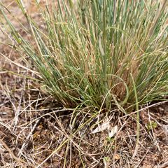 Austrostipa setacea