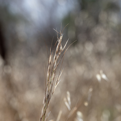 Austrostipa blackii