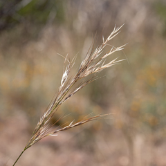 Austrostipa blackii