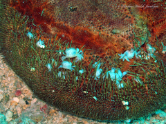 Dissodactylus primitivus