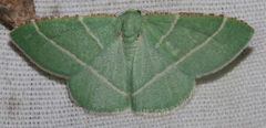 Dichorda rectaria