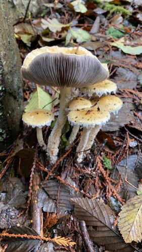Questionable Stropharia