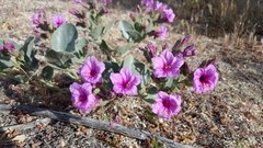 Mirabilis multiflora pubescens