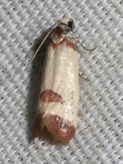 Acroplectis haemanthes