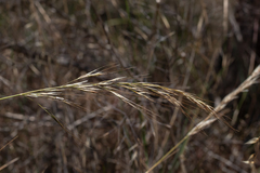Austrostipa blackii