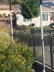 Hypericum × hidcoteense