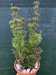 Hatiora salicornoides