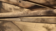 Sceloporus occidentalis