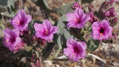 Mirabilis multiflora pubescens
