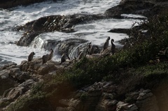 Phalacrocorax punctatus punctatus