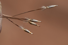 Austrostipa blackii