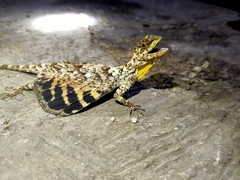 Common Flying Dragon photo 5