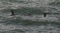 Phalacrocorax punctatus punctatus