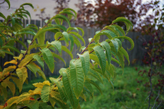 Castanea